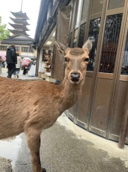 広島県広島市中区のヘルス SERENITYの写メ日記　こんにちは?画像